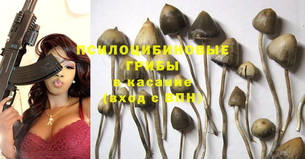 ПСИЛОЦИБИНОВЫЕ ГРИБЫ Богданович